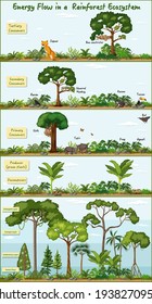 Energy flow in a rainforest ecosystem diagram illustration