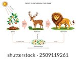 Energy flows from the sun to plants through photosynthesis, then to herbivores and carnivores, and finally to decomposers, cycling nutrients and sustaining the food chain.
