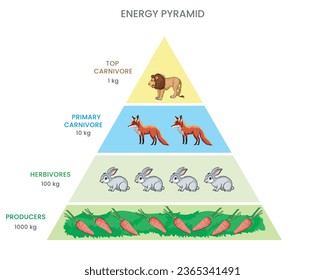 Eine Energiepyramide oder eine Pyramide für tierische Lebensmittel veranschaulicht den Energiefluss durch trophische Ebenen in Ökosystemen und zeigt, wie er mit jedem Transfer abnimmt.