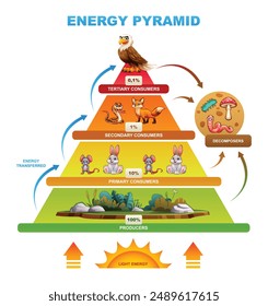 Gráfico piramidal de energía que muestra la distribución de energía en los niveles tróficos desde los productores hasta los descomponedores. Vector de dibujos animados