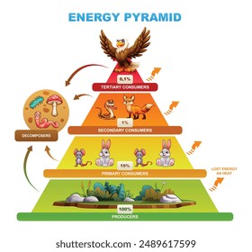 Pirámide de energía que demuestra la distribución de energía a través de los niveles tróficos, productores, descomponedores. Vector ilustración de dibujos animados