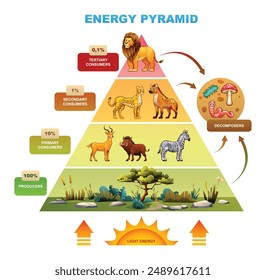 Pirámide energética que demuestra la distribución de energía con león, hiena, cebra, productores. Vector ilustración de dibujos animados