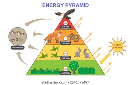 Diagrama da pirâmide energética. Infográfico educacional com cadeia alimentar de plantas a predadores carnívoros. Gráfico de representação de biomassa rotulado. Níveis de bioprodutividade. Ilustração de vetor plano