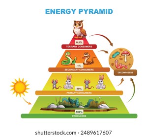 Energy pyramid diagram showing energy transfer among trophic levels, producers, consumers, decomposers. Vector cartoon