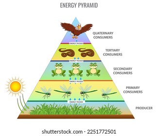 Energiepyramide oder Lebensmittelkette. Energiefluss des Ökosystems Nahrungskette und Energiefluss bei Tieren. Tierarzneimittel-prozentualer Anteil der Nahrungsmittel bei Erzeugern und Verbrauchern. Infografik der Bioproduktivitätsniveaus des Ökosystems.