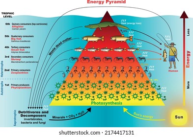 Energy Pyramid - Graphical representation designed to show the production or turnover (rate at which energy or mass is transferred from one trophic level to the next) of biomass at each trophic level.