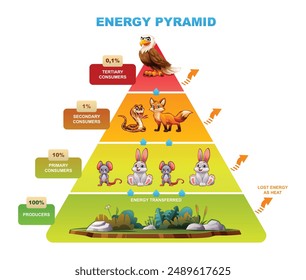 Pirámide energética que destaca la transferencia de energía entre niveles tróficos, productores, consumidores. Vector ilustración de dibujos animados