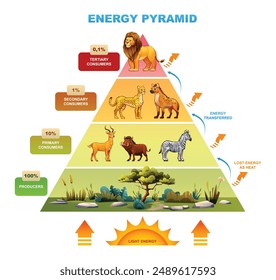 Energy pyramid highlighting energy transfer with lion, cheetah, zebra, producers. Vector cartoon illustration