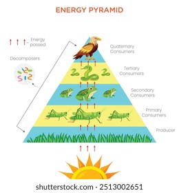 An energy pyramid illustrates the flow of energy through a food chain, with producers at the base and apex predators at the top, showing energy loss at each level.