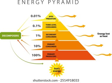 Die Energiepyramide zeigt, wie viel Energie benötigt wird, wenn sie nach oben fließt, um die nächste trophische Ebene zu unterstützen. Vektorgrafik - Infografik.