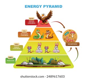 Pirámide energética que ilustra el flujo de energía con consumidores, productores, descomponedores. Vector ilustración de dibujos animados