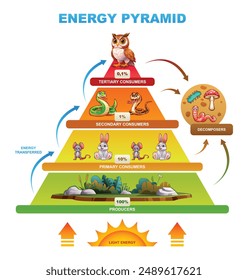 Energy pyramid illustrating the flow of energy through an ecosystem, featuring various consumers and producers. Vector cartoon illustration