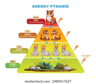 Pirámide de energía que ilustra el flujo de energía a través de búho, serpiente, conejo, planta. Vector ilustración de dibujos animados