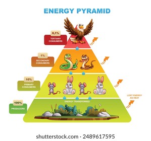 Energy pyramid representation highlighting energy transfer between trophic levels. Vector cartoon illustration