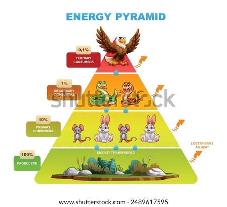 Energy pyramid representation highlighting energy transfer between trophic levels. Vector cartoon illustration