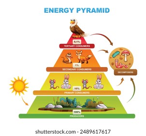 Energiepyramide, die den Energietransfer zwischen trophischen Ebenen, Produzenten, Konsumenten und Zersetzern zeigt. Vektorgrafik Cartoon Illustration