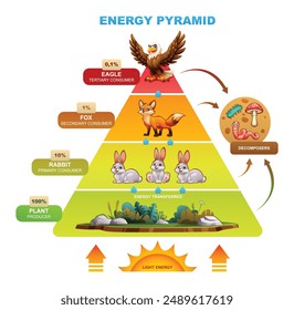 Pirámide energética que muestra la transferencia de energía con águila, zorro, conejo, planta. Vector ilustración de dibujos animados