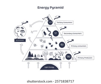 Energy Pyramid shows energy flow in ecosystems, highlighting producers, consumers, and decomposers. Diagram