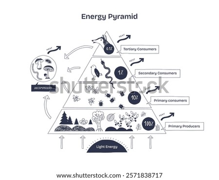 Energy Pyramid shows energy flow in ecosystems, highlighting producers, consumers, and decomposers. Diagram