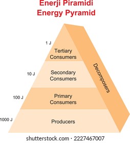 Pirámide energética, terciaria
Consumers Decomposers