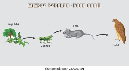 Energy pyramid vector illustration. Labeled biomass display graph. Educational bioproductivity levels ecosystem infographic. Producer and consumers and percentage of wildlife food system.