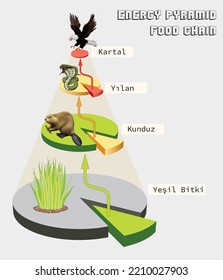 Energy pyramid vector illustration. Labeled biomass display graph. Educational bioproductivity levels ecosystem infographic. Producer and consumers and percentage of wildlife food system.