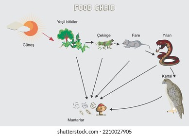 Energy pyramid vector illustration. Labeled biomass display graph. Educational bioproductivity levels ecosystem infographic. Producer and consumers and percentage of wildlife food system.