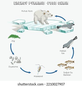 Energy pyramid vector illustration. Labeled biomass display graph. Educational bioproductivity levels ecosystem infographic. Producer and consumers and percentage of wildlife food system.