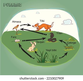 Energy pyramid vector illustration. Labeled biomass display graph. Educational bioproductivity levels ecosystem infographic. Producer and consumers and percentage of wildlife food system.