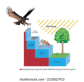 Energy pyramid vector illustration. Labeled biomass display graph. Educational bioproductivity levels ecosystem infographic. Producer and consumers and percentage of wildlife food system.