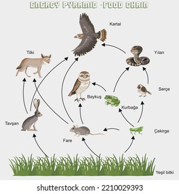 Energy pyramid vector illustration. Labeled biomass display graph. Educational bioproductivity levels ecosystem infographic. Producer and consumers and percentage of wildlife food system.