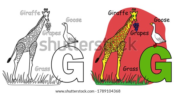 子ども用の英語のアルファベットの塗り絵本 キリン グース ブドウの文字g ベクターイラスト のベクター画像素材 ロイヤリティフリー 子ども用の英語のアルファベットの塗り絵本 キリン グース ブドウの文字g ベクターイラスト のベクター画像素材 ロイヤリティフリー