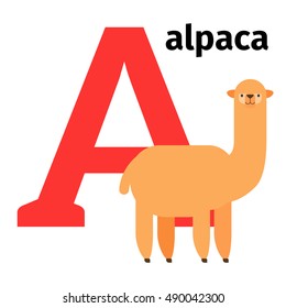 English animals zoo alphabet with letter A. Alpaca vector illustration