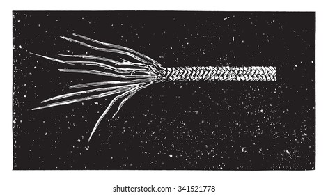 English braid, 11 pin ends, vintage engraved illustration. Industrial encyclopedia E.-O. Lami - 1875.
