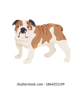 English, british bulldog isolated on white  vector illustration. Dog breed design element. Domestic animal in cartoon style.