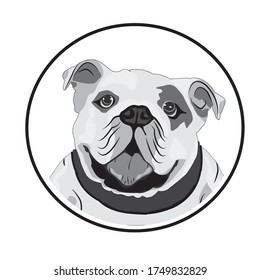 English bull dog vector design