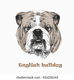 English bulldog