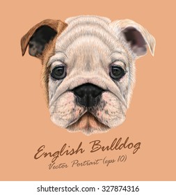 English bulldog animal cute face. Vector wrinkled brown and white English bulldog puppy head portrait. Realistic fur portrait of white funny  British bulldog doggy isolated on beige background.