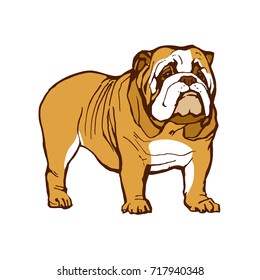 English bulldog animal dog portrait hand drawn stock vector illustration