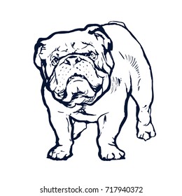 English bulldog animal dog portrait hand drawn ink sketch stock vector illustration outline on white background coloring book page