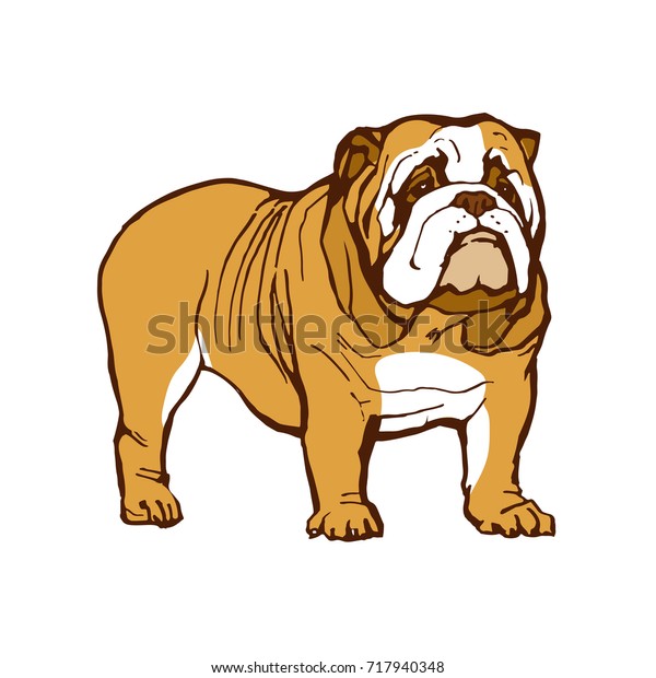 English Bulldog Animal Dog Portrait Hand Stock Vektorgrafik Lizenzfrei 717940348