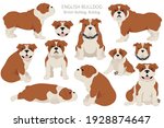 English bulldog clipart. Different poses, coat colors set.  Vector illustration