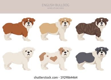 English bulldog clipart. Different poses, coat colors set.  Vector illustration