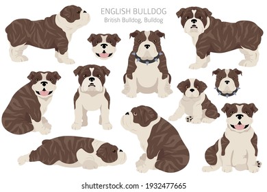 English bulldog clipart. Different poses, coat colors set.  Vector illustration