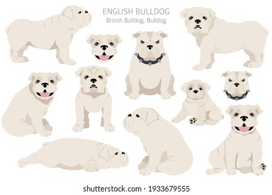 English Bulldog Clipart Different Poses Coat Stock Vector (royalty Free 