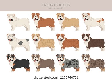 Clíparte de bulldog inglesa. Postas diferentes, colores de abrigo.  Ilustración del vector