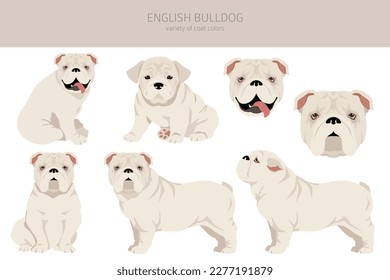 Clíparte de bulldog inglesa. Postas diferentes, colores de abrigo.  Ilustración del vector