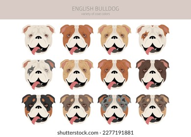 Clíparte de bulldog inglesa. Postas diferentes, colores de abrigo.  Ilustración del vector