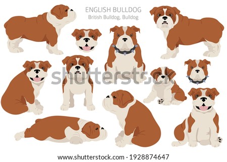 English bulldog clipart. Different poses, coat colors set.  Vector illustration