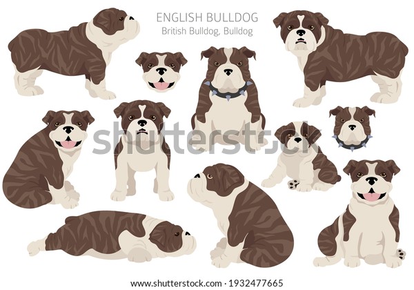 English Bulldog Clipart Different Poses Coat Stock Vector (Royalty Free ...